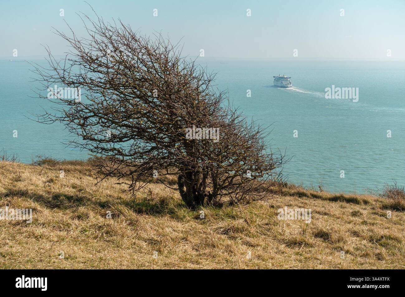 Vento, soffiato, Bush, bianco, scogliere, dover, attraversamento del canale, traghetto. Canale della Manica, dover, Kent, Sunny Day Foto Stock