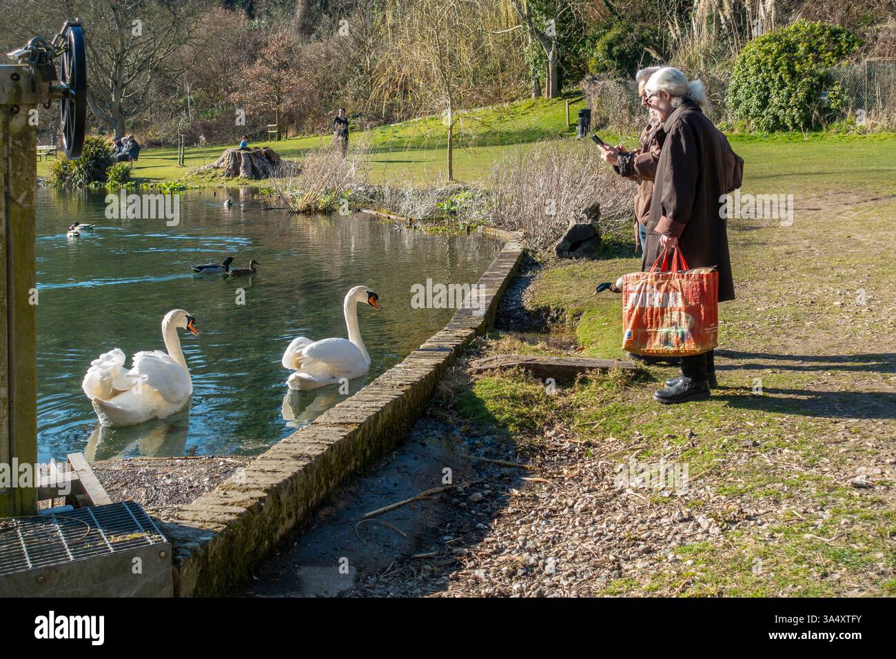 Coppia, fotografare, Swans, Lake, Russel Gardens, Kearsney, Kent Foto Stock