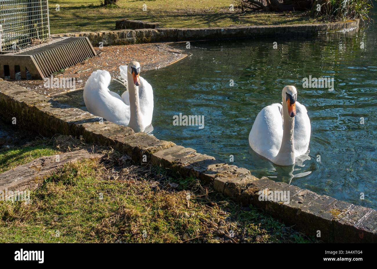 Coppia, cigni, cigno, cigno, lago, giorno di sole, Foto Stock
