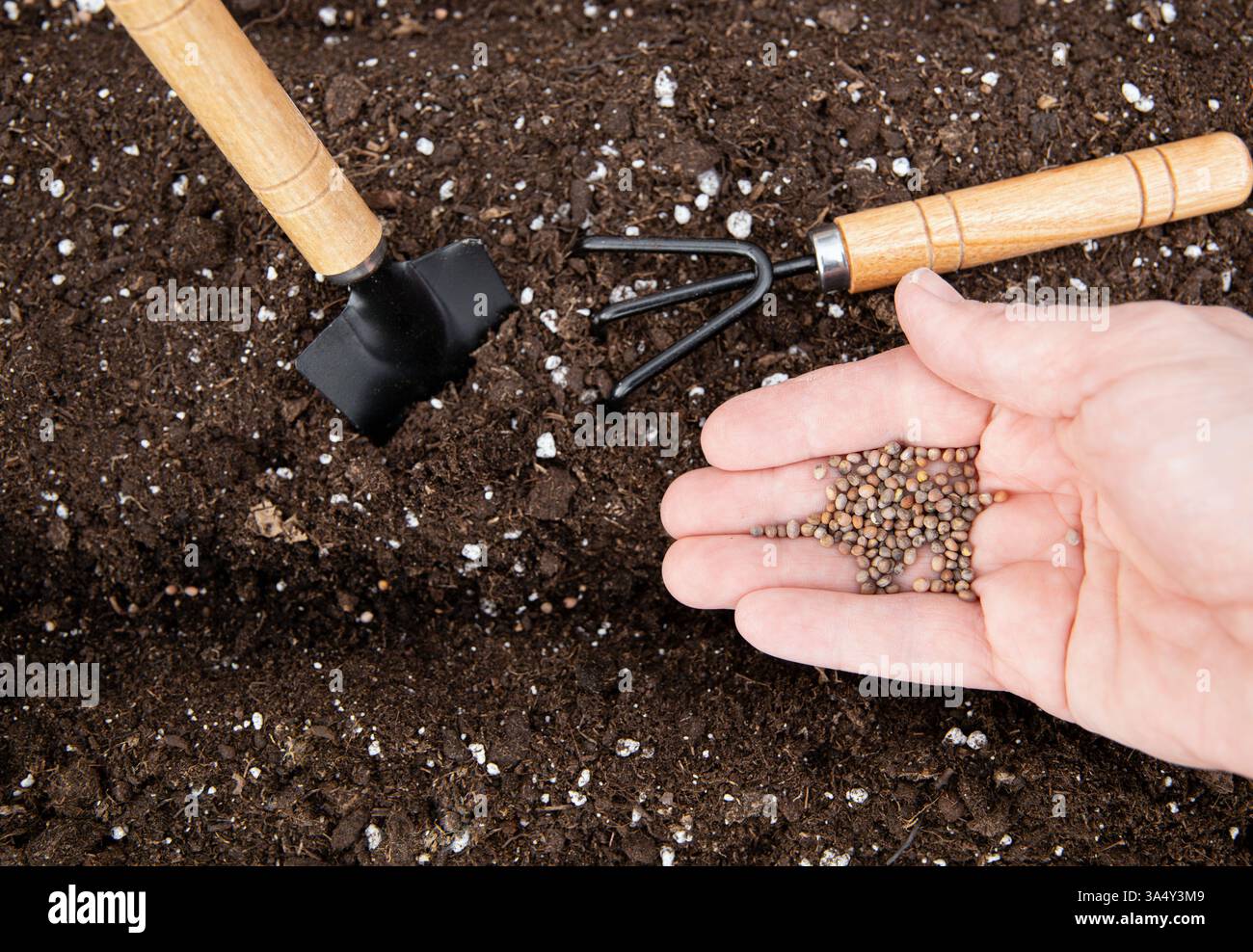 Persona che semina a mano i semi di Raphanus sativus in una serra in primavera. Foto Stock