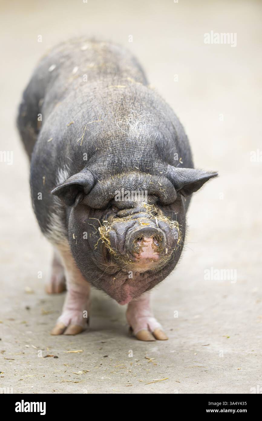 Il vietnamita panciuta pig Foto Stock