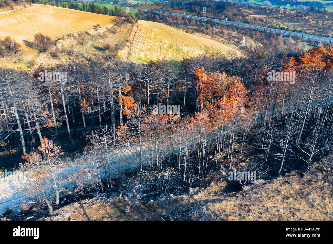 Foreste e campi bruciati a legarda, navarra, spagna dopo un incendio Foto Stock