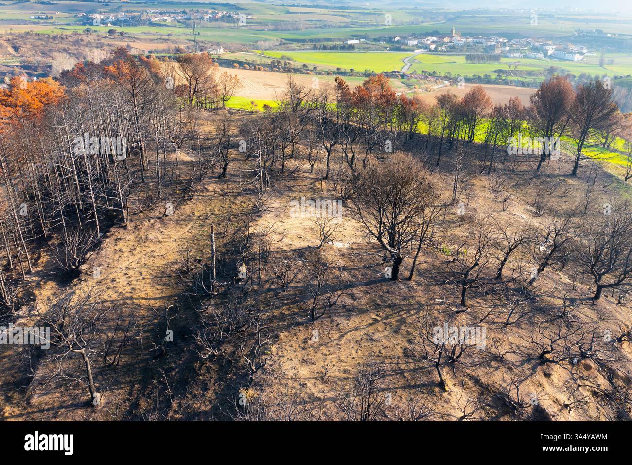 Wildfire devastante foresta vicino a legarda in navarra, spagna, lasciando alberi bruciati e terra asciutta Foto Stock
