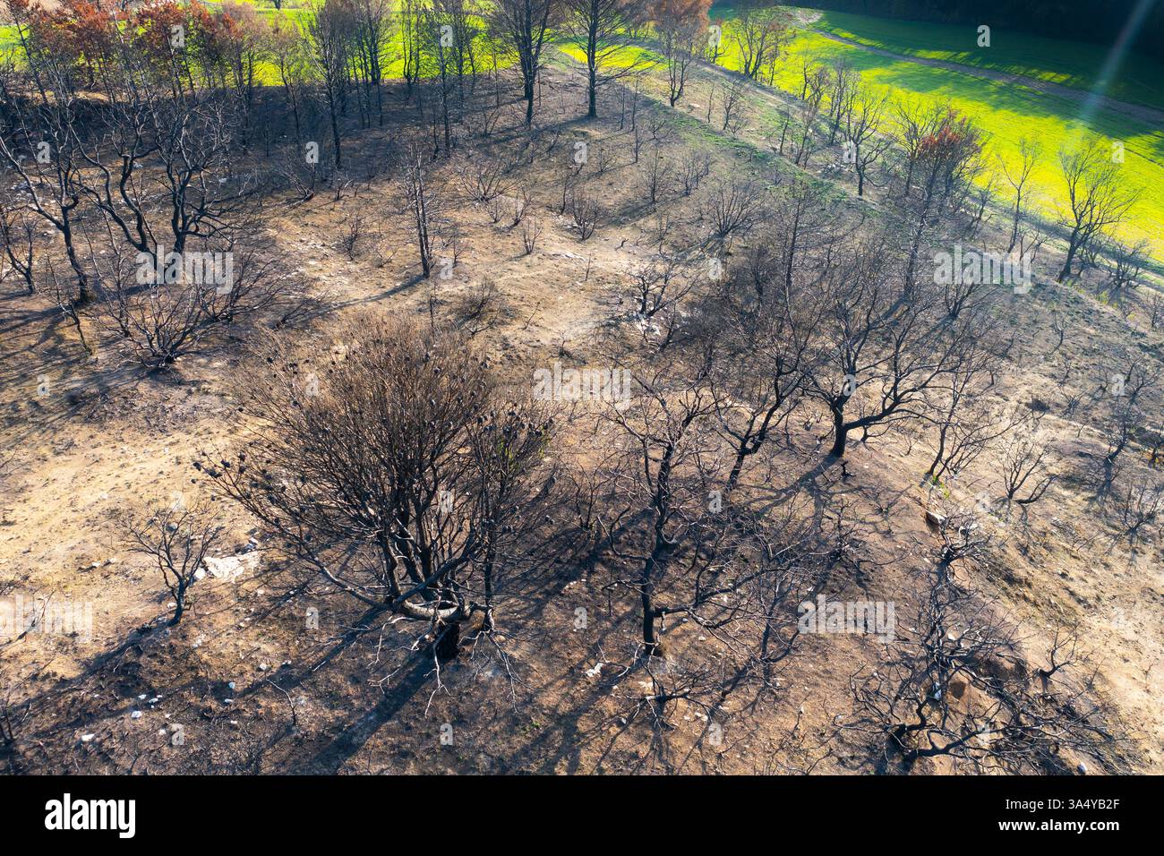 Wildfire devastante alberi a legarda, navarra, spagna, lasciando un paesaggio arido Foto Stock