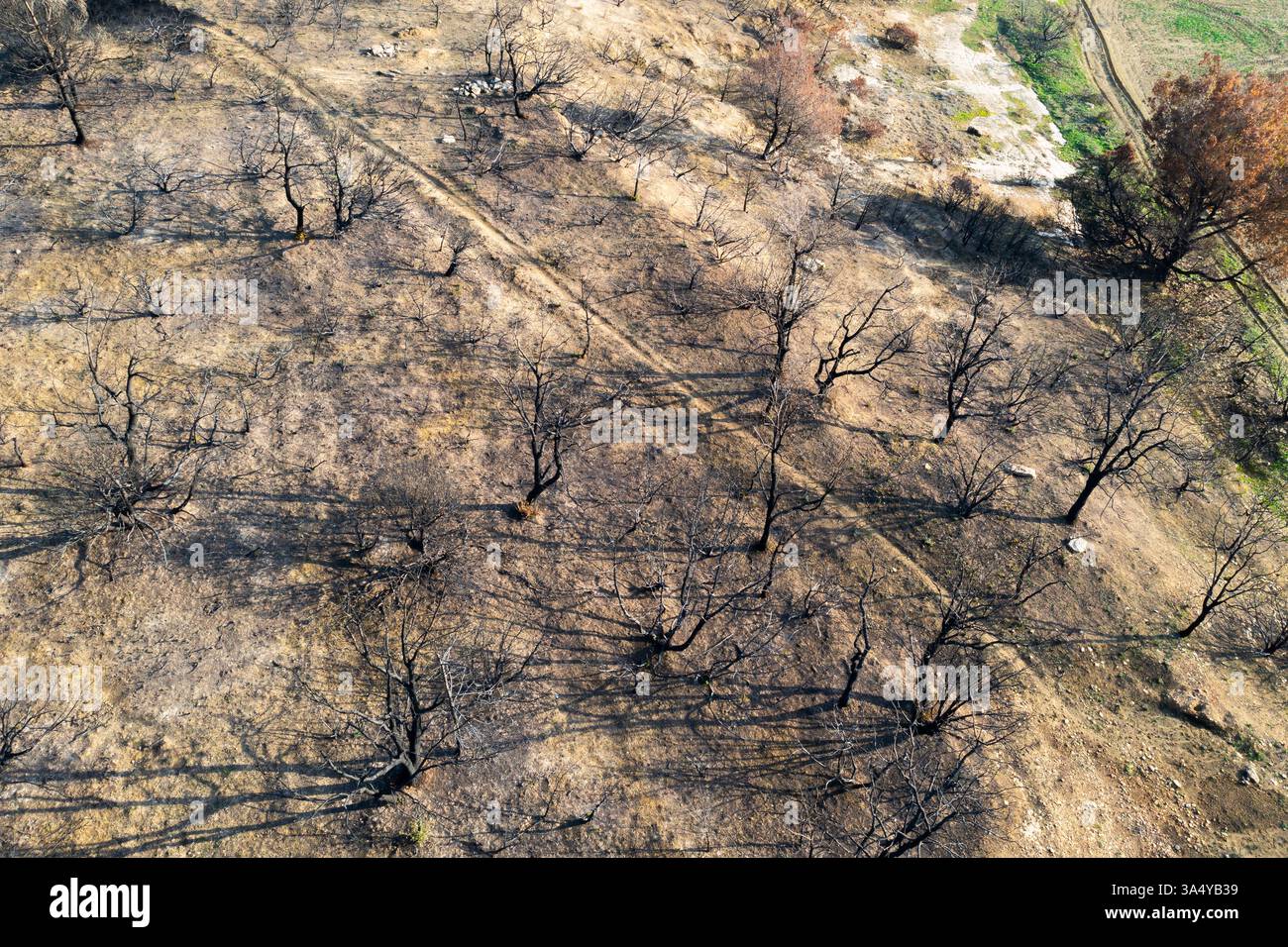 Incendi di alberi devastanti a legarda, navarra, spagna, causando danni ambientali Foto Stock
