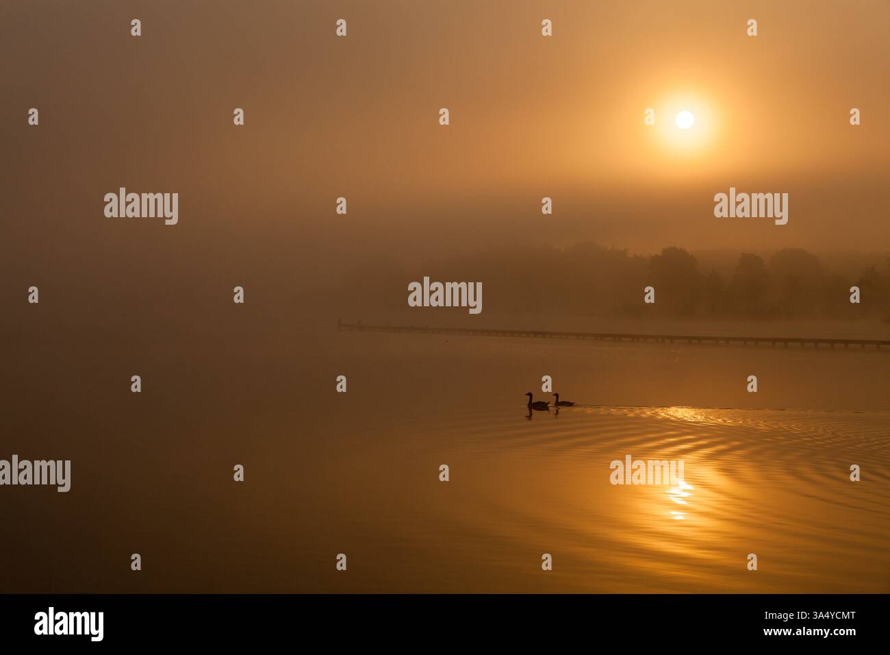 Un'alba dorata sul lago con uccelli nell'acqua e nebbia sul paesaggio Foto Stock Un'alba dorata sul lago con uccelli nell'acqua e nebbia sul paesaggio Foto Stock