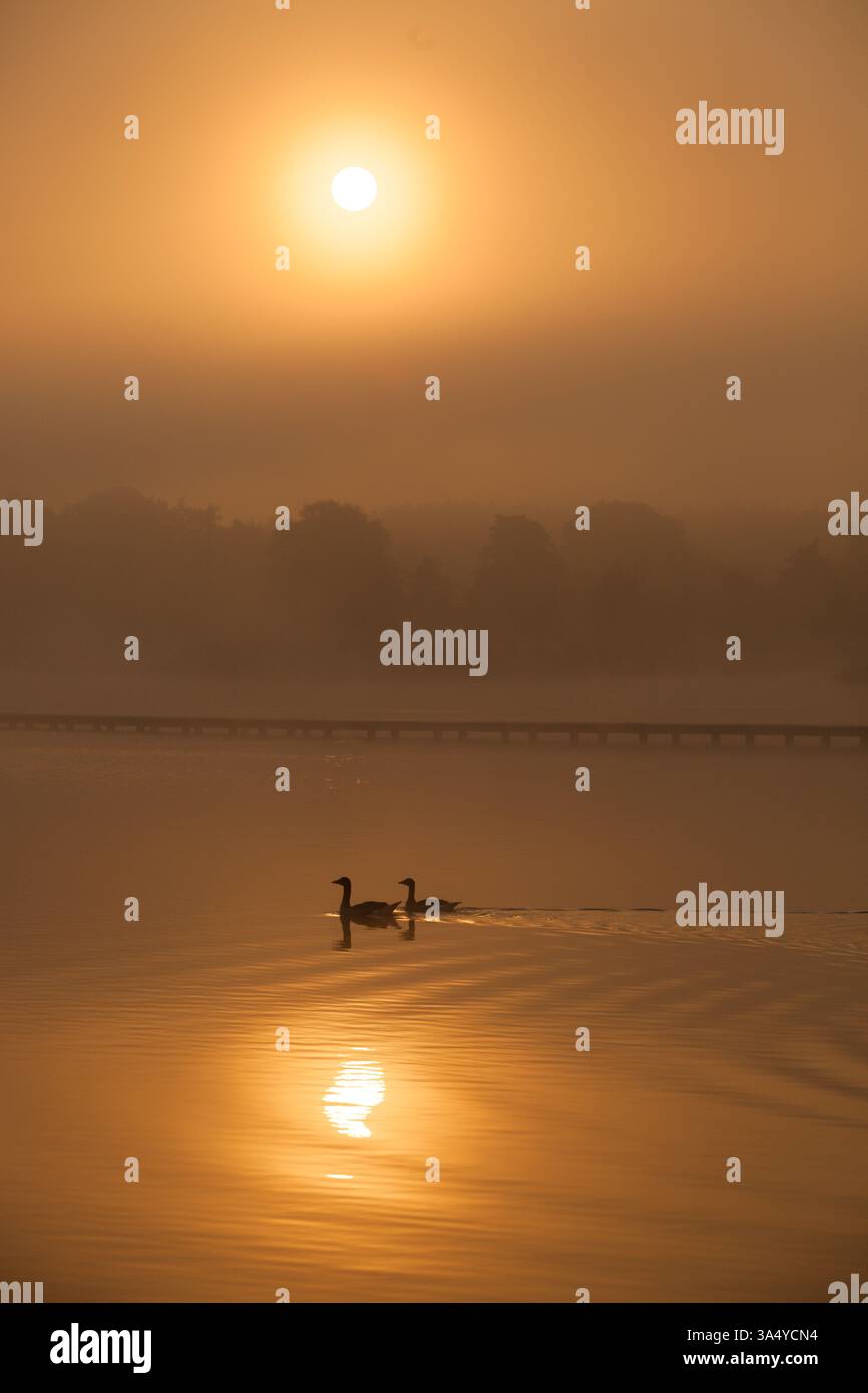 Un'alba dorata sul lago con uccelli nell'acqua e nebbia sul paesaggio Foto Stock Un'alba dorata sul lago con uccelli nell'acqua e nebbia sul paesaggio Foto Stock