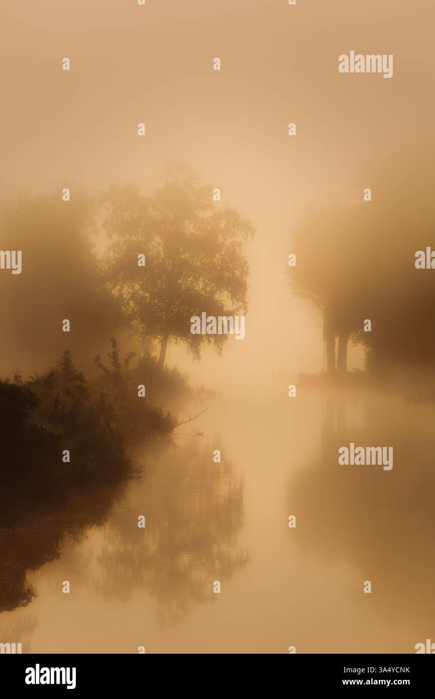 Luce del sole dorata in una splendida mattinata con la nebbia sul lago Foto Stock Luce del sole dorata in una splendida mattinata con la nebbia sul lago Foto Stock