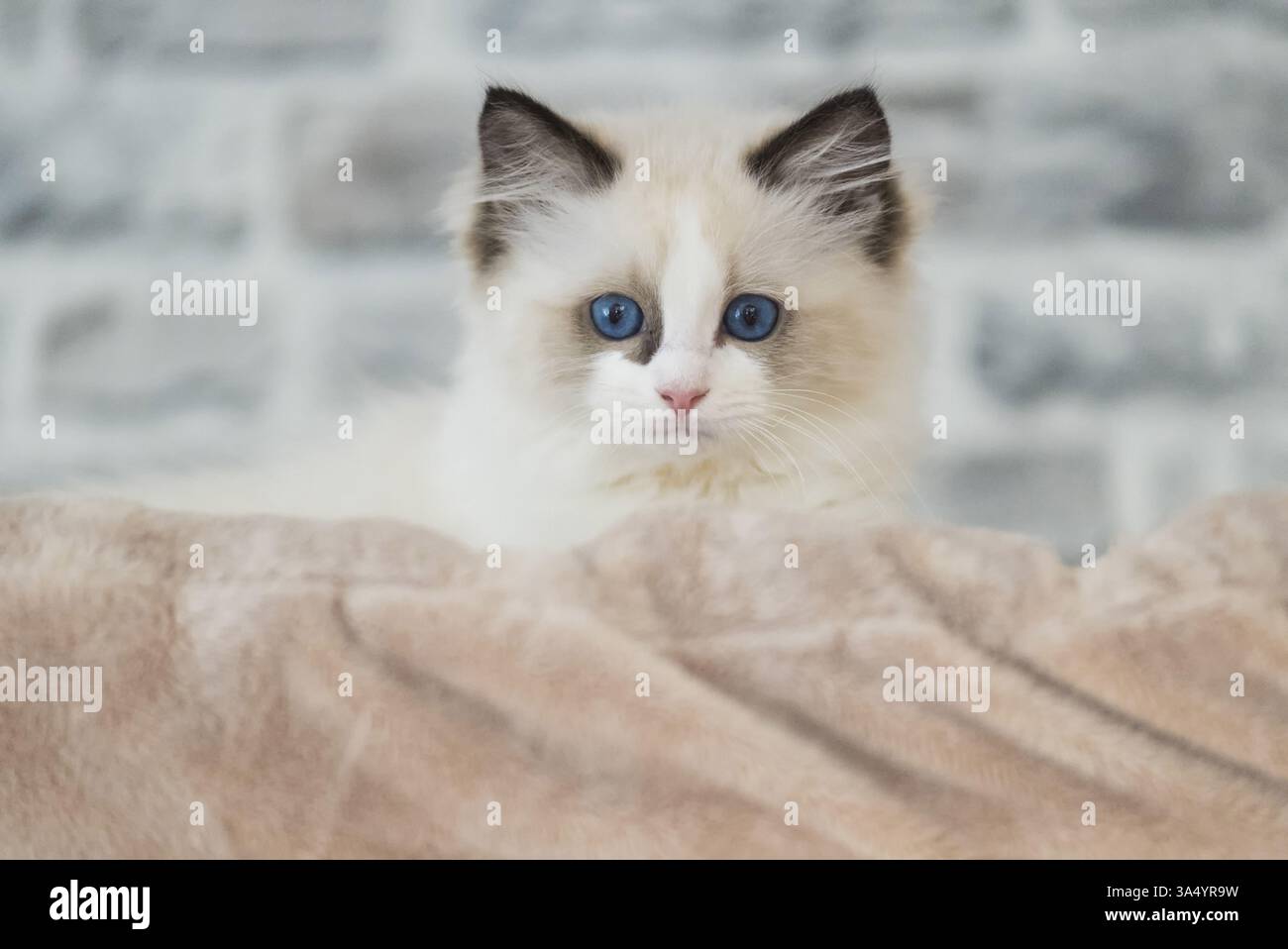 Ragdoll Foto Stock
