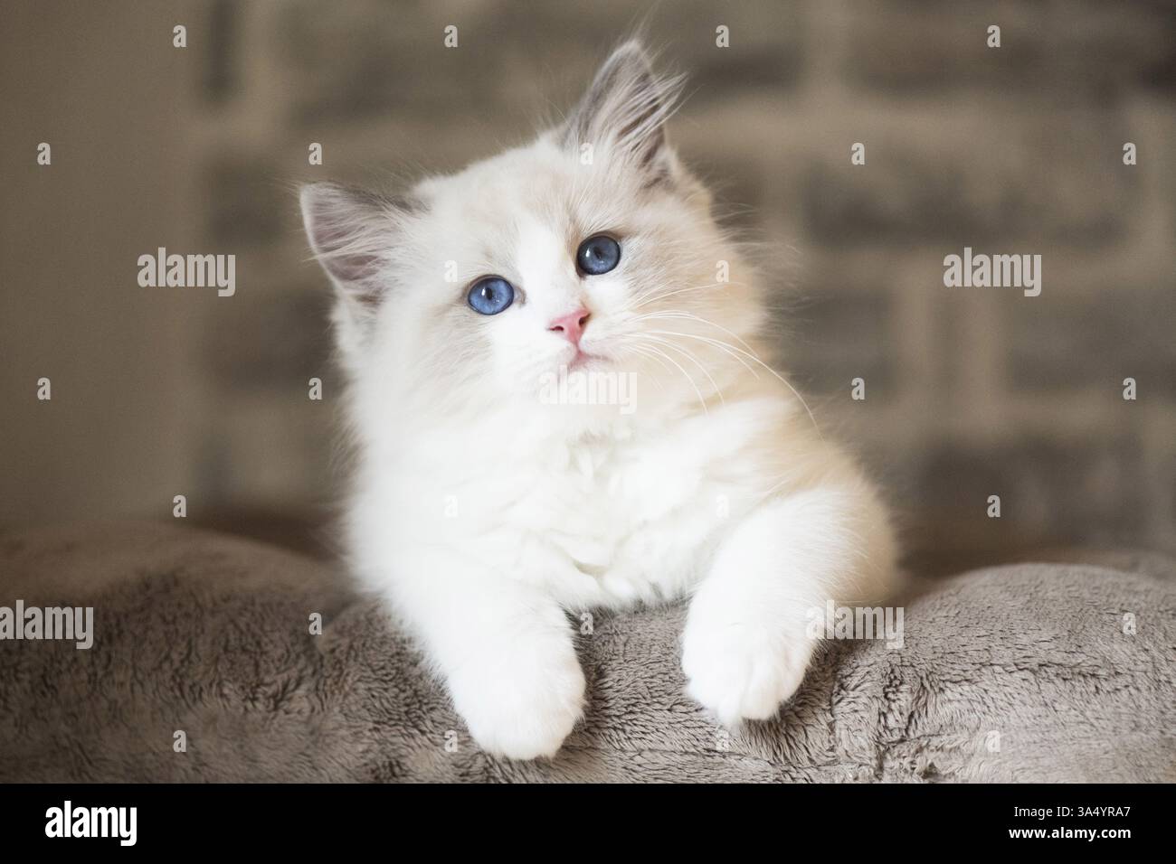 Ragdoll Foto Stock