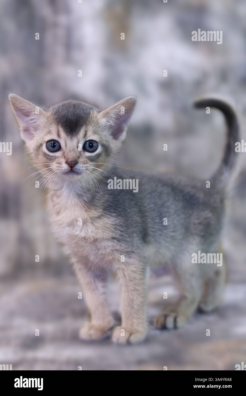 Gattino abissino Foto Stock