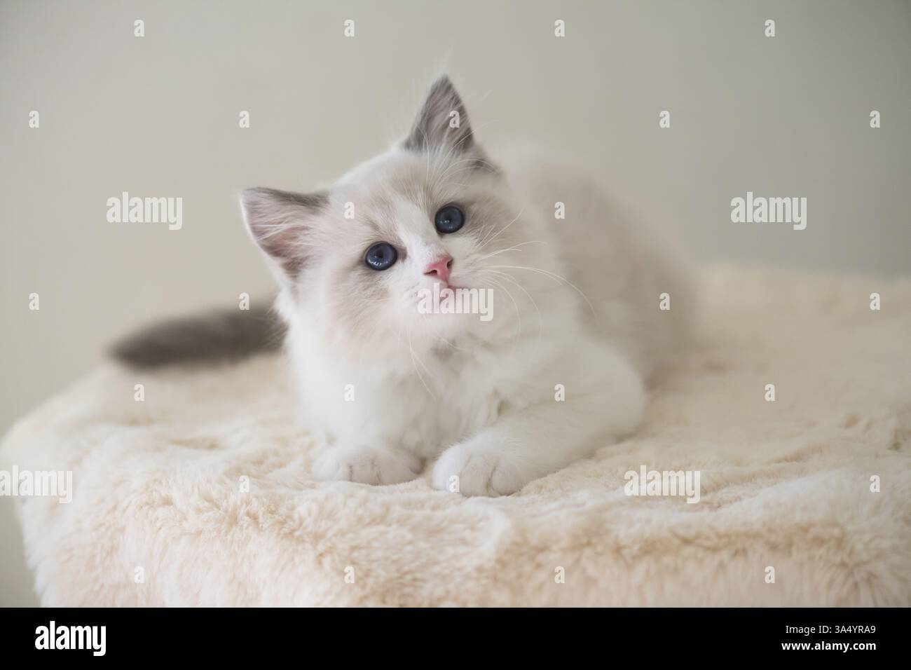 Ragdoll Foto Stock