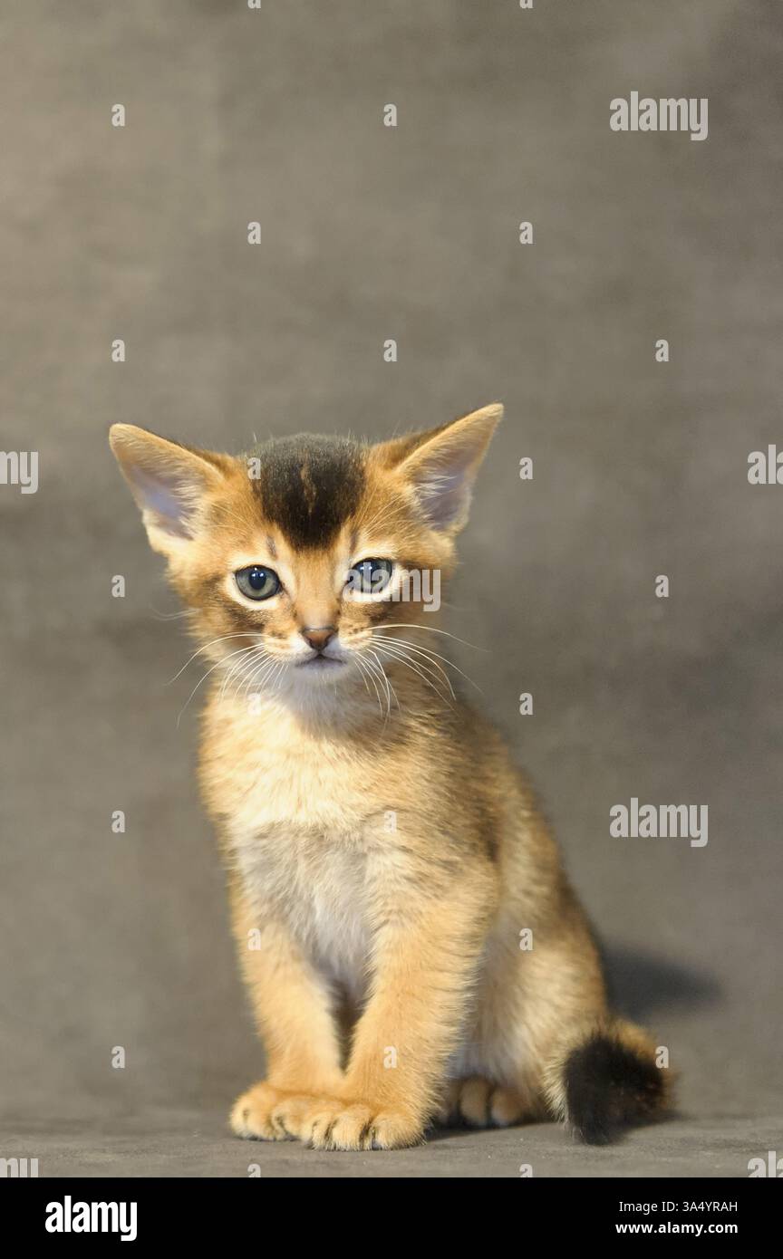 Gattino abissino Foto Stock