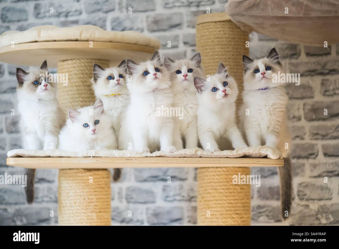Ragdolls Foto Stock