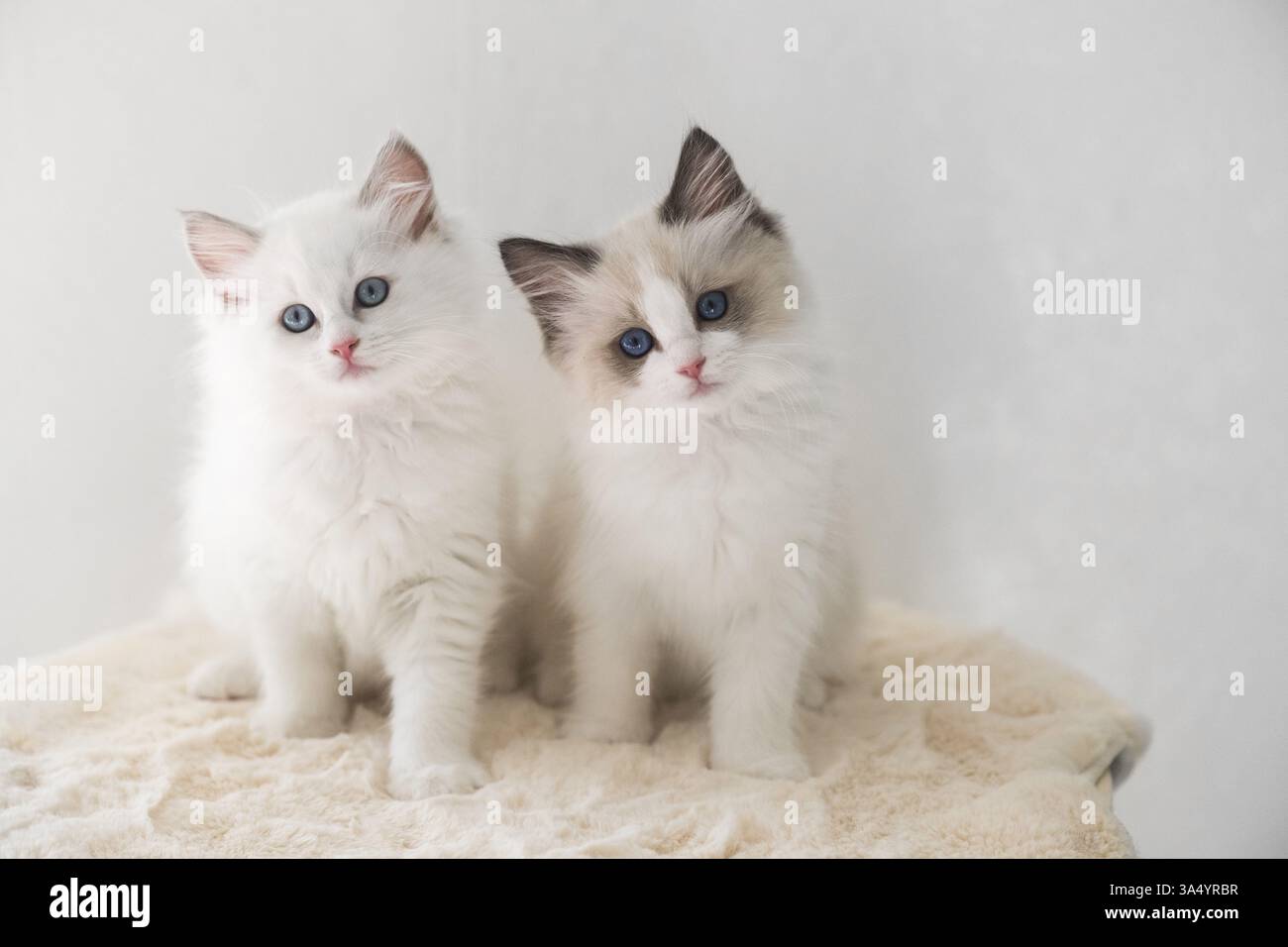 Ragdoll Foto Stock