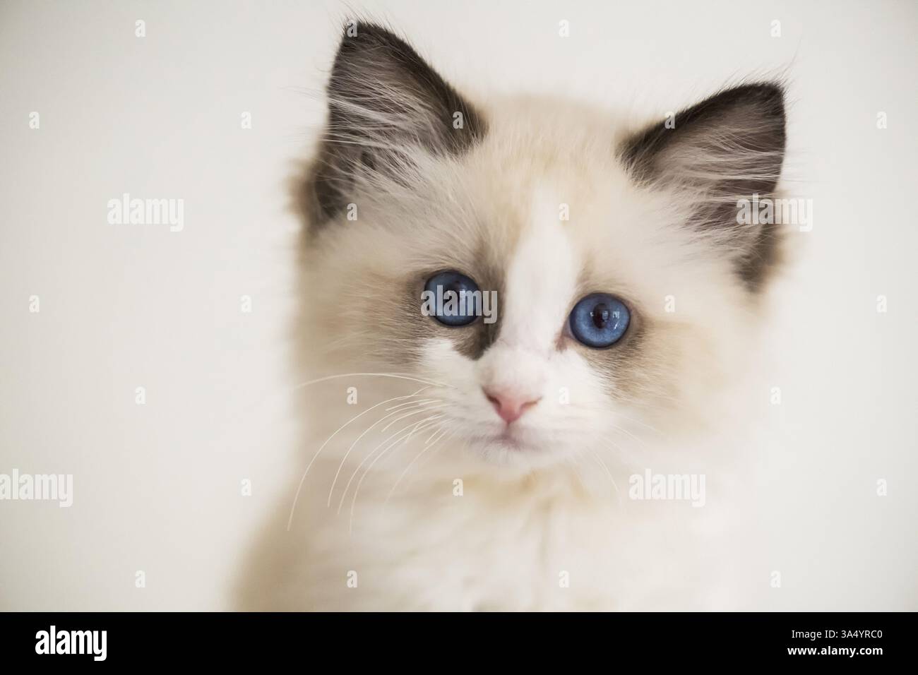 Gattino di Ragdoll Foto Stock