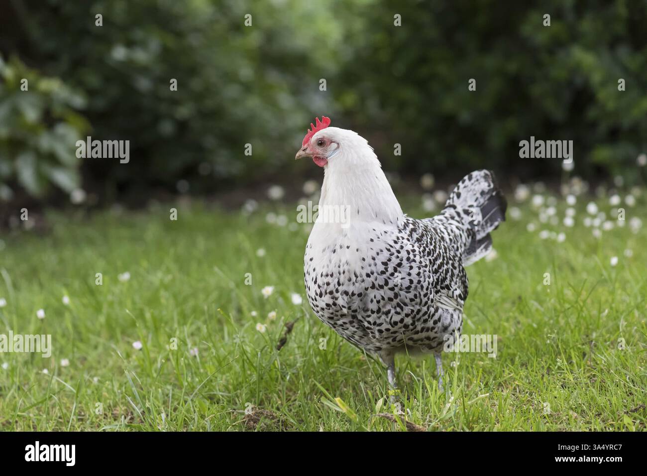 Gabbiano Frisone orientale Foto Stock