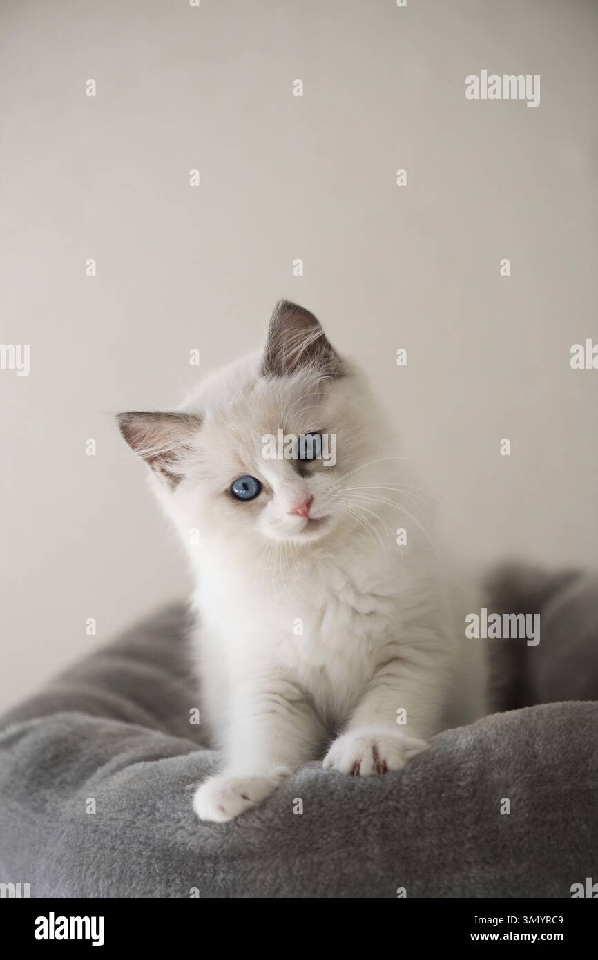 Gattino di Ragdoll Foto Stock