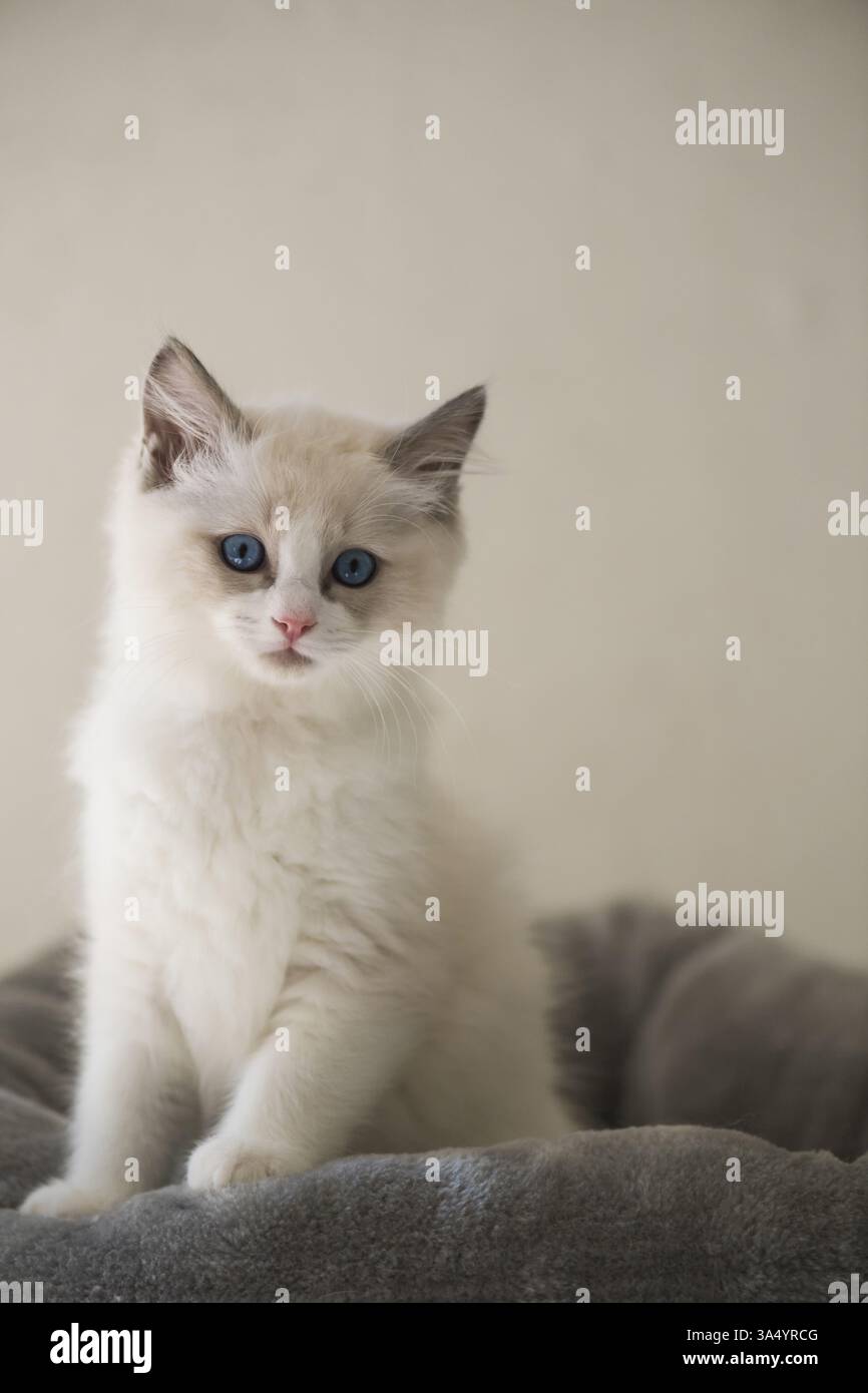 Gattino di Ragdoll Foto Stock