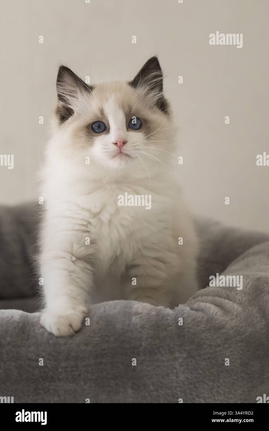 Gattino di Ragdoll Foto Stock