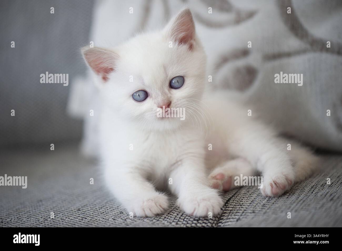 British Shorthair kitten Foto Stock