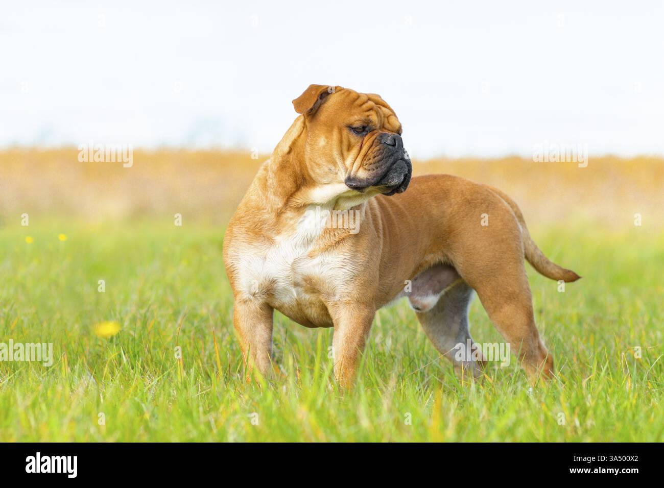 Continental Bulldog Foto Stock