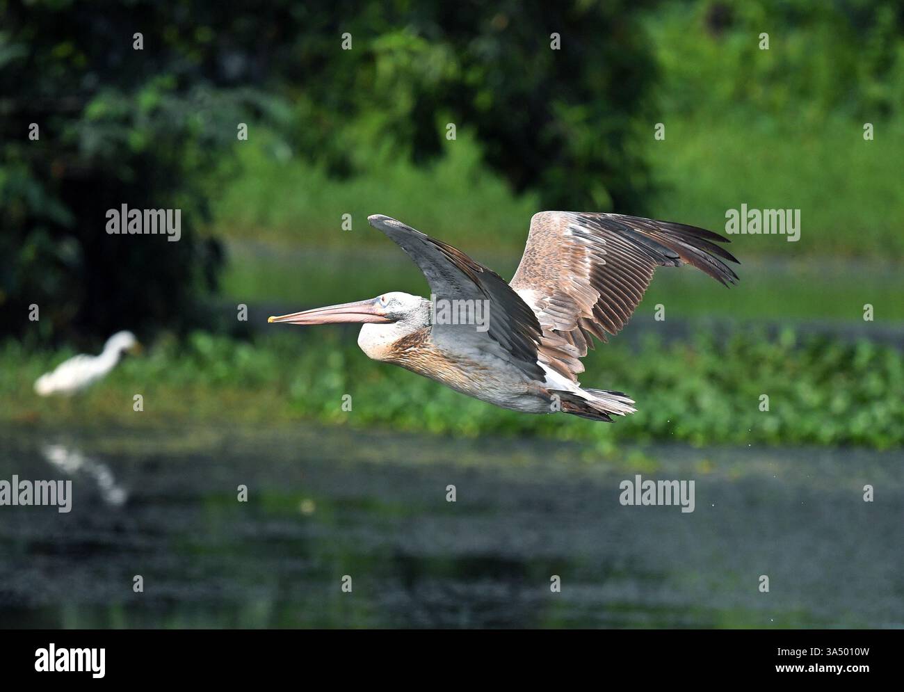 Colombo, Sri Lanka. 20 marzo 2025. Un pellicano a becco saltato è raffigurato in una zona umida nel sobborgo di Colombo, Sri Lanka, il 20 marzo 2025. Crediti: Ajith Perera/Xinhua/Alamy Live News Foto Stock