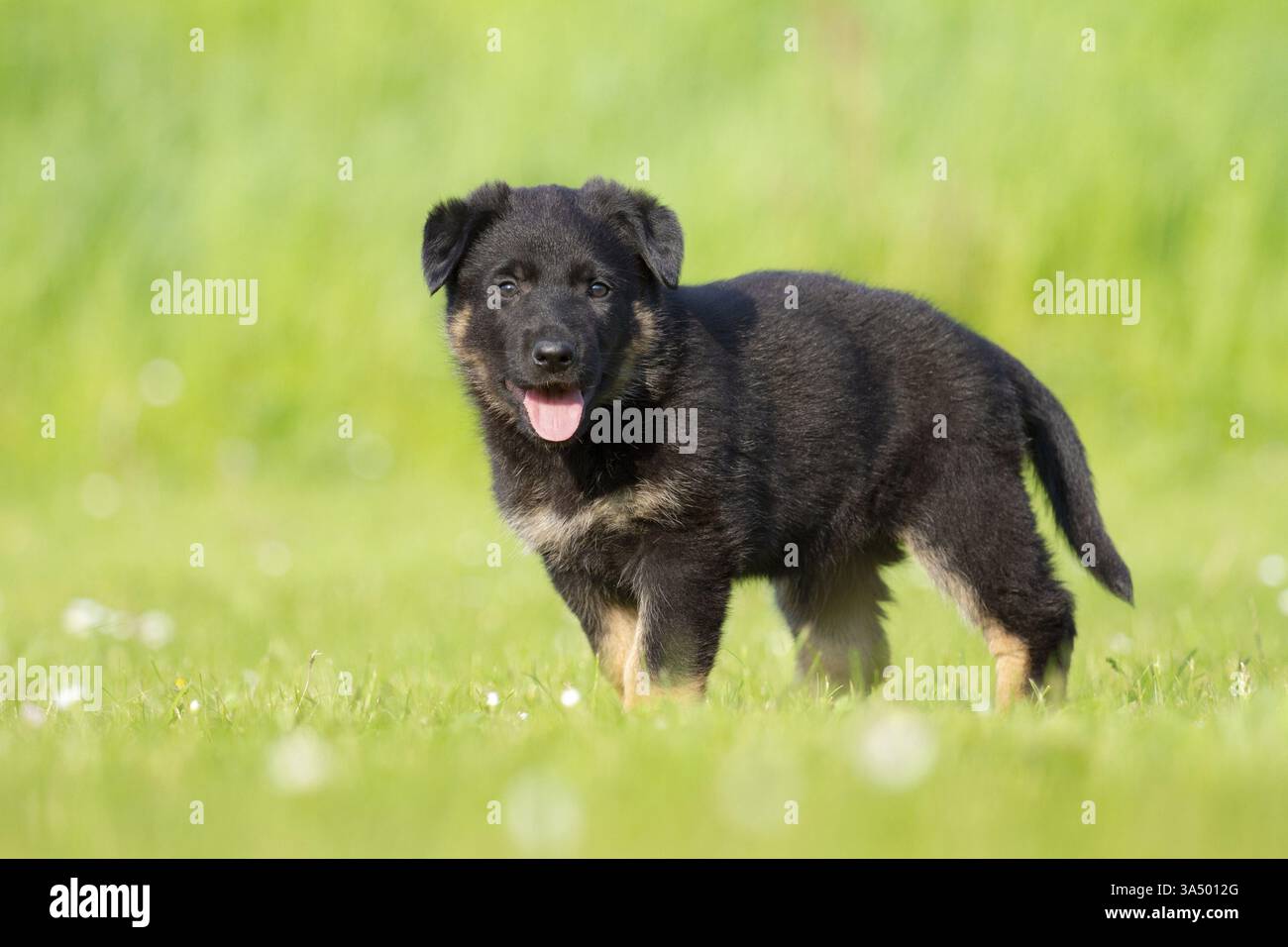 Pastore Tedesco cucciolo Foto Stock
