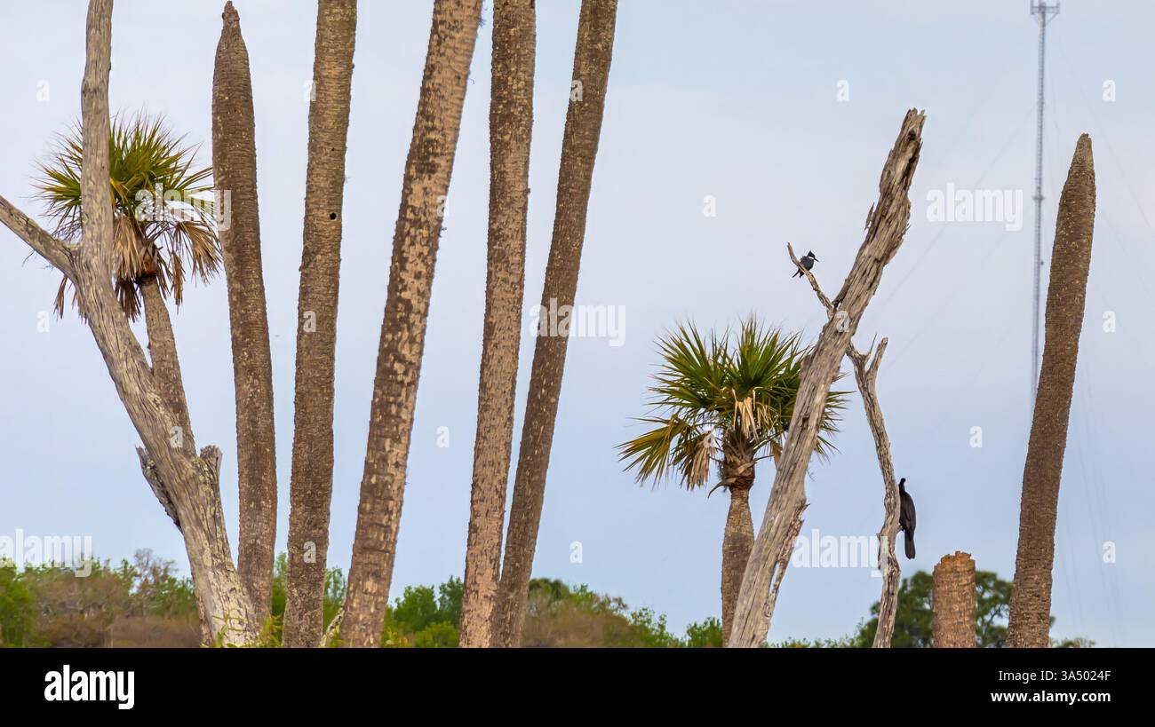 Kingfisher con cintura e Anhinga che riposano su alberi morti in un ambiente paesaggio paludoso Scenic Bird Habitat Foto Stock