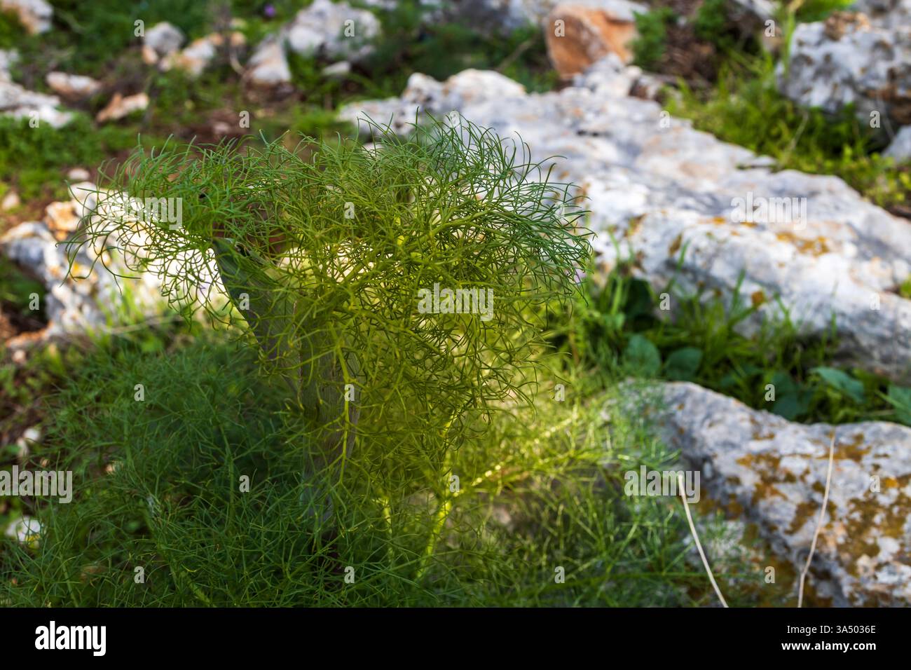 Daucus carota, comunemente nota come carota selvatica, carota selvatica europea o finocchio, sulle montagne del monte Gilboa. Foto Stock