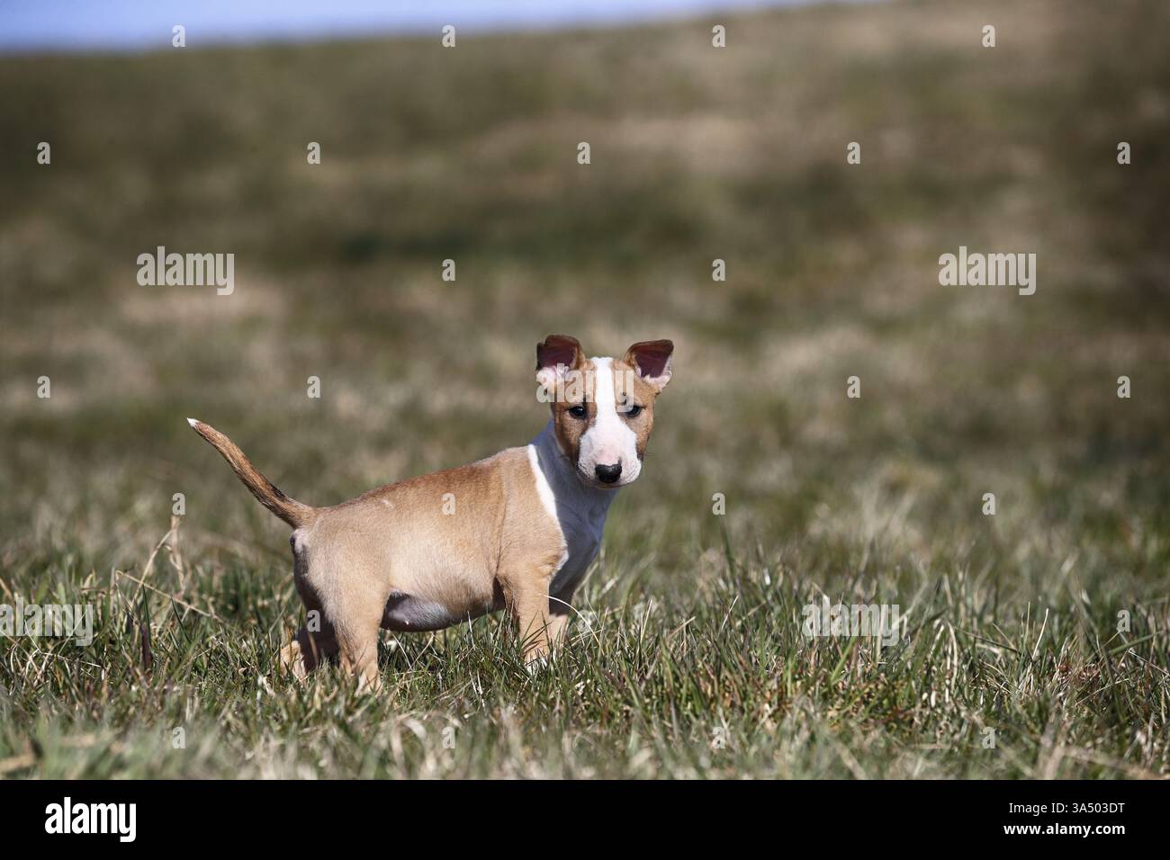 Toro in miniatura Terrier Puppy Foto Stock