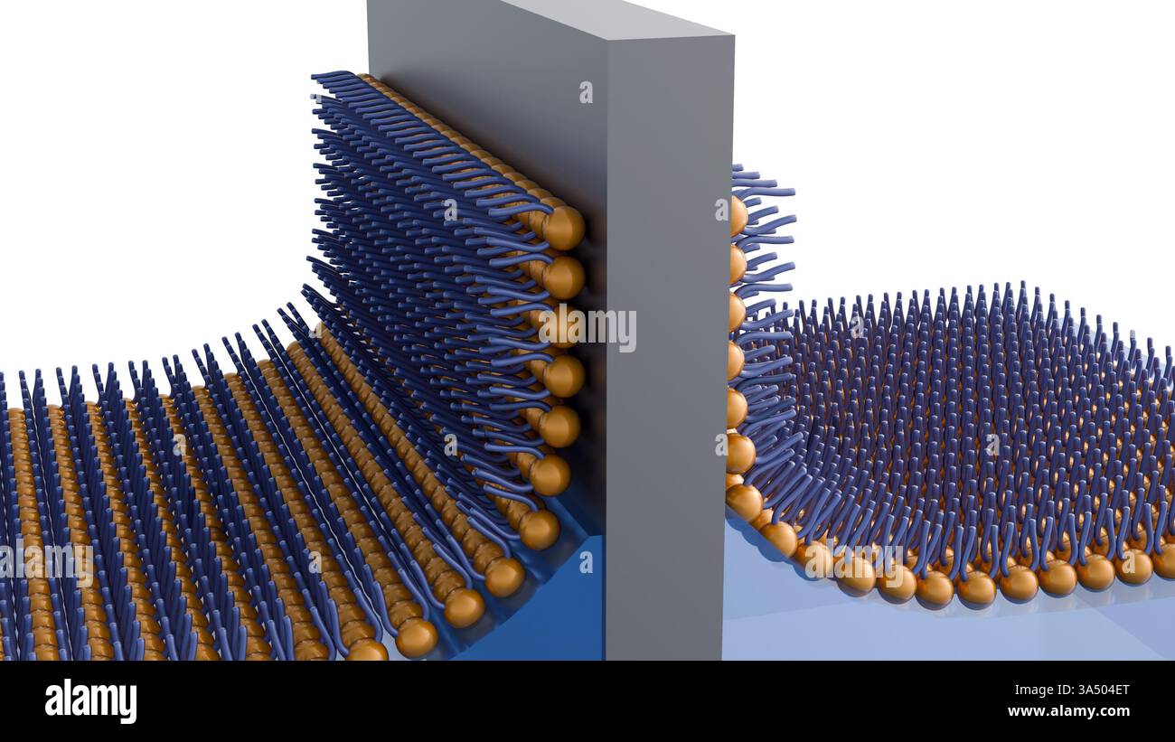 Illustrazione 3D rappresentata che raffigura la formazione o la struttura di un film Langmuir-Blodgett (LB) Foto Stock