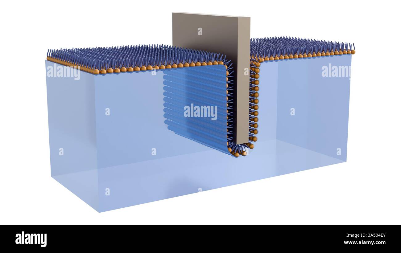 Illustrazione 3D rappresentata che raffigura la formazione o la struttura di un film Langmuir-Blodgett (LB) Foto Stock