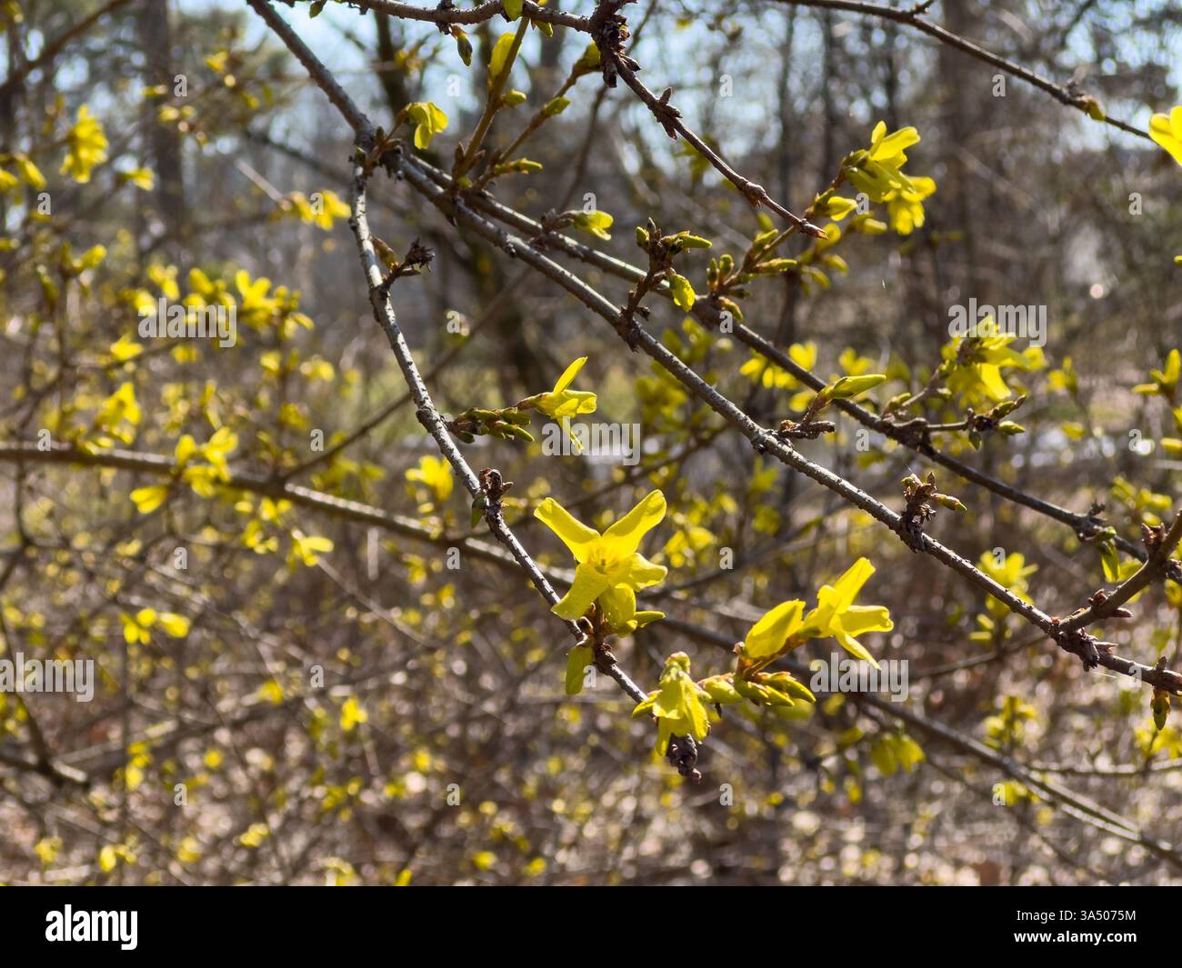 Fiori gialli di forsytia in primavera Foto Stock