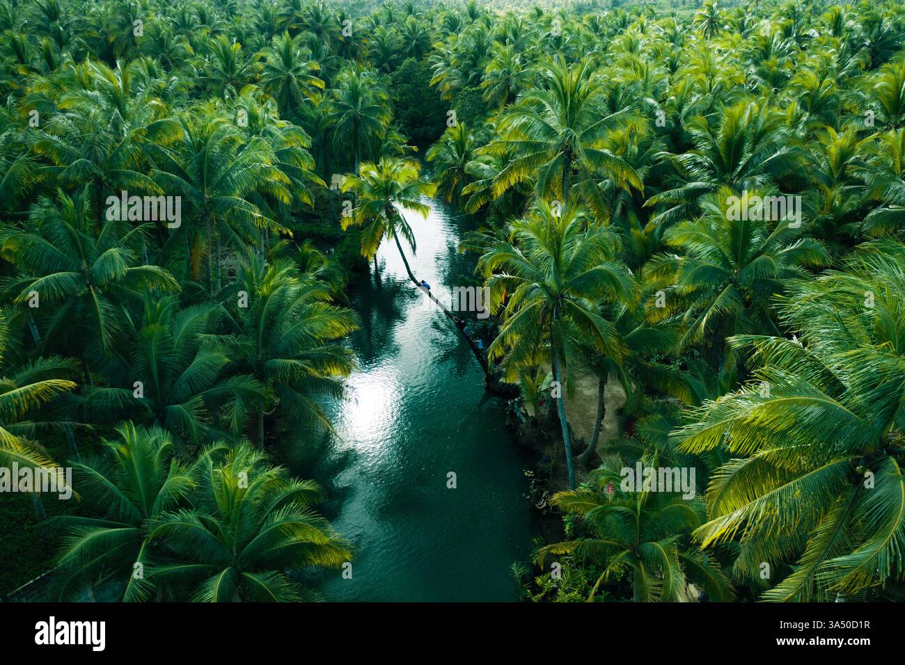 Un gruppo di viaggiatori è appeso a una palma da cocco pendente accanto a un fiume in una foresta durante il tramonto. La scena tropicale cattura l'avventura, il cameratismo e i momenti di viaggio all'aperto. Foto Stock