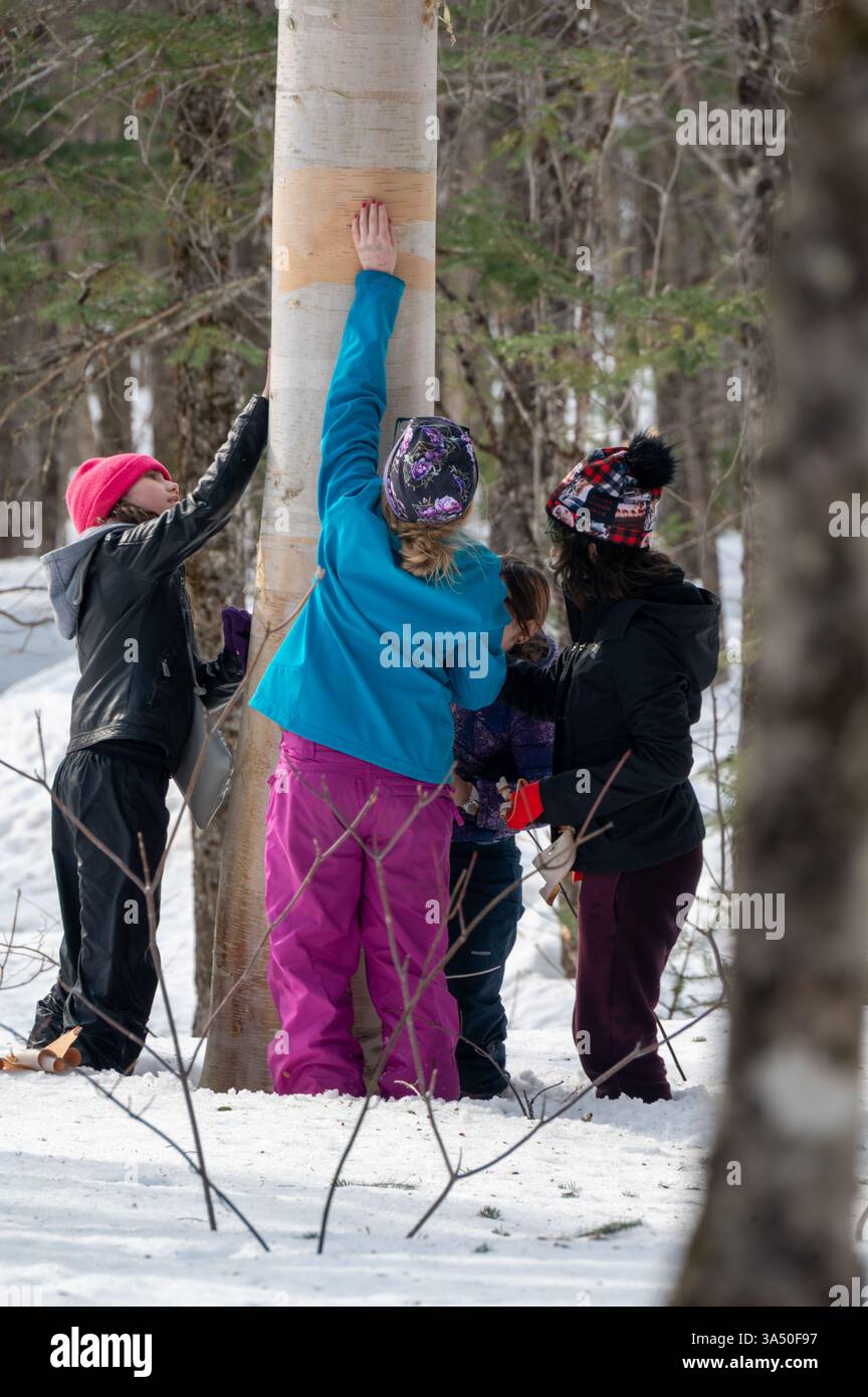 Un gruppo di bambini raccoglie con gioia sap da un albero d'acero nella tranquilla foresta. Indossati con un abbigliamento invernale colorato, si impegnano in questa epoca Foto Stock
