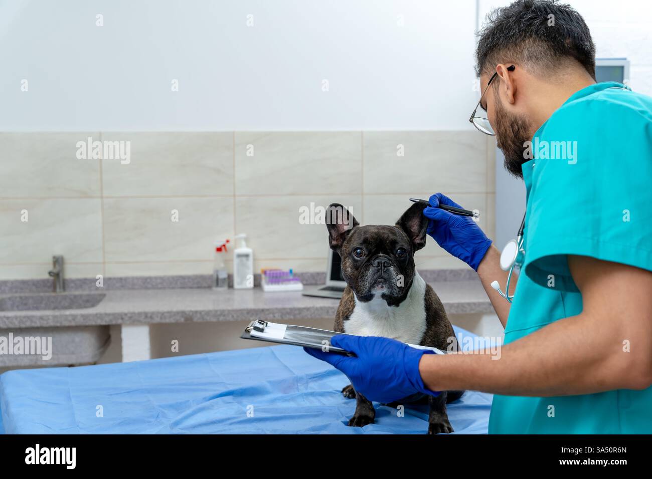 Veterinario maschile in un camice da laboratorio professionale esamina le orecchie di un cane con attenzione e cura all'interno di una clinica veterinaria. Questa scena di assistenza veterinaria enfatizza il benessere degli animali e i servizi di salute degli animali domestici. Ideale per la cura degli animali domestici, medicina veterinaria, e argomenti di salute del cane. Foto Stock