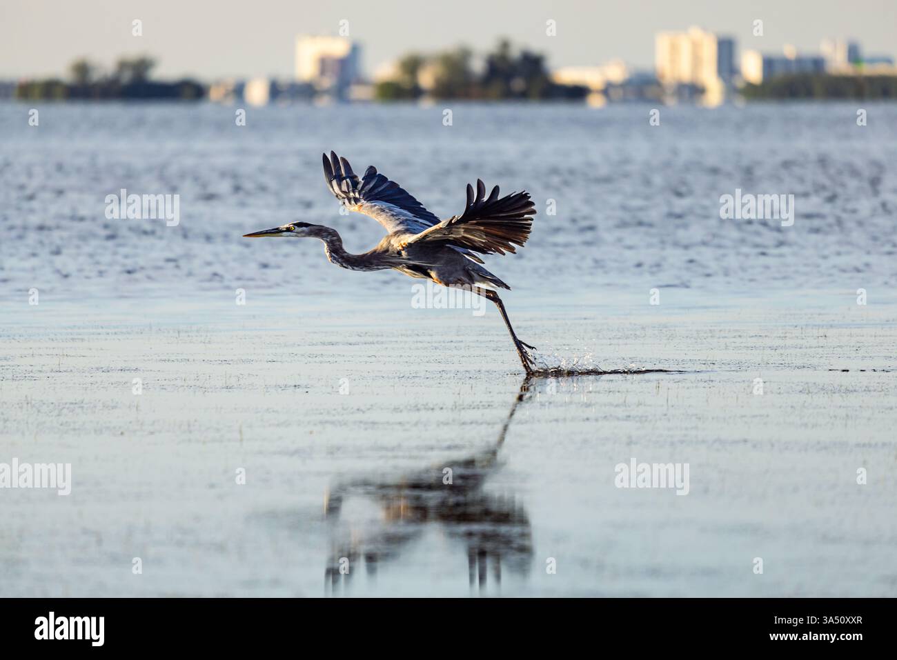 Great Blue Heron che prende il volo da acque poco profonde con lo skyline di Clearwater sullo sfondo, Honeymoon Island State Park, Florida. Foto Stock