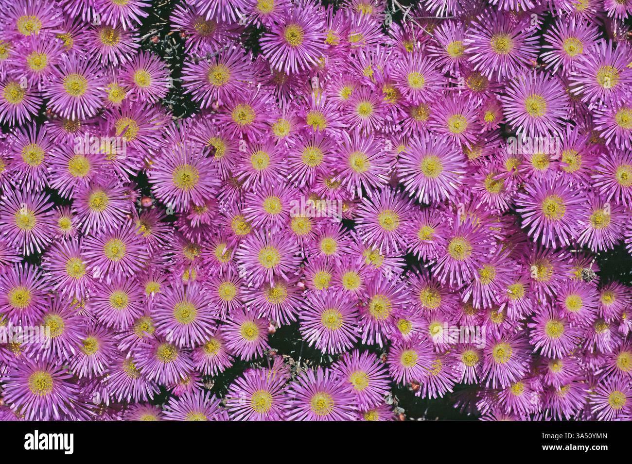 Dettaglio di una pianta di ghiaccio con molti fiori rosa brillante, Lampranthus spectabilis, Aizoaceae Foto Stock