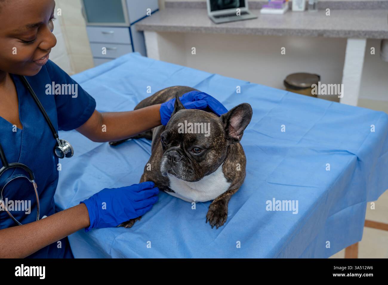 Veterinario dalla pelle scura al lavoro, esaminando un cane sul tavolo esame in una clinica. Questa scena veterinaria professionale mette in evidenza la salute degli animali e la diagnostica. Adatto per la cura degli animali domestici, la medicina veterinaria e le campagne per il benessere degli animali. Foto Stock