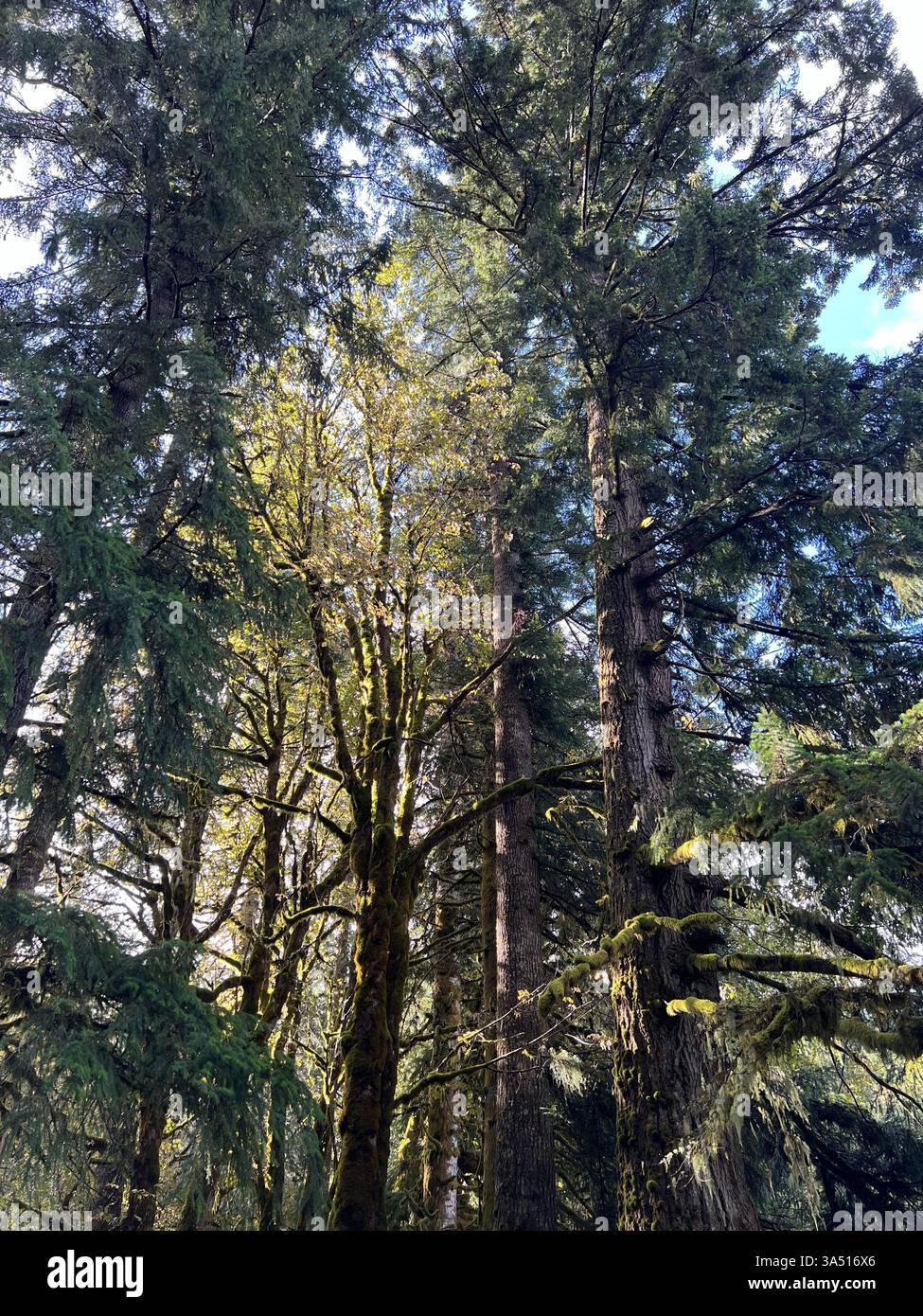 Una foto affascinante di alberi torreggianti ricoperti di muschio verde vibrante nella Hoh Rain Forest, Olympic National Park, Washington, USA. Gli alberi antichi - Immagine stock catturata con smartphone