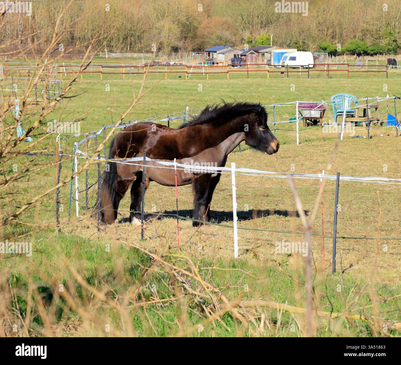Pony da equitazione robusto di tipo Exmoor in un paddock - appena ritagliato che mostra una clip di traccia. Presa a marzo 2025 Foto Stock