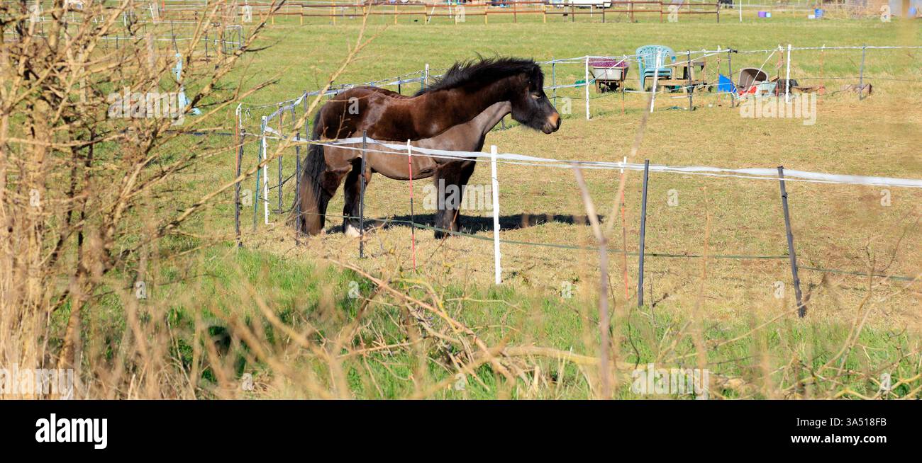 Pony da equitazione robusto di tipo Exmoor in un paddock - appena ritagliato che mostra una clip di traccia. Presa a marzo 2025 Foto Stock