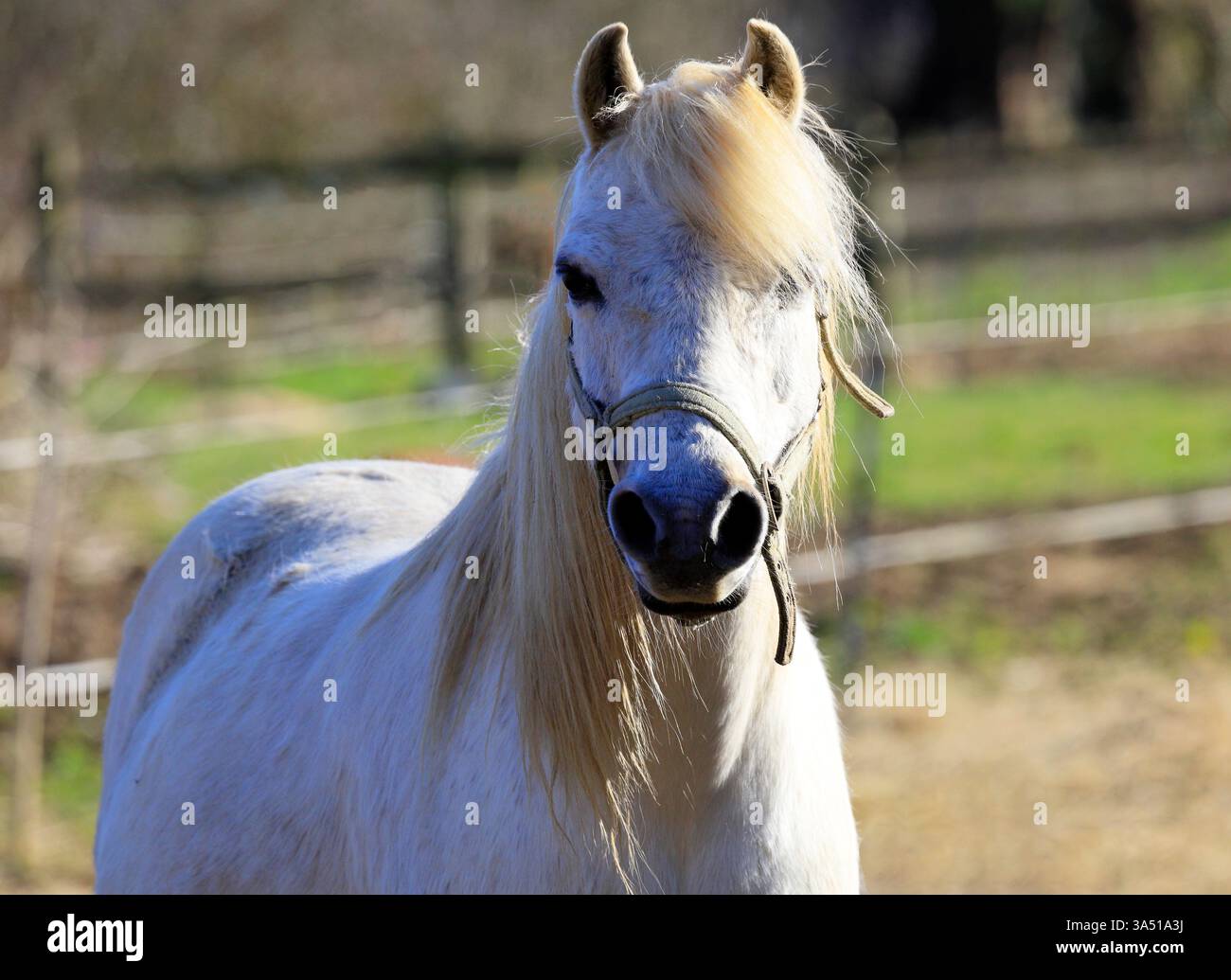 Piccolo pony gallese di tipo cavallino in un paddock che sembra vigile. Presa a marzo 2025 Foto Stock