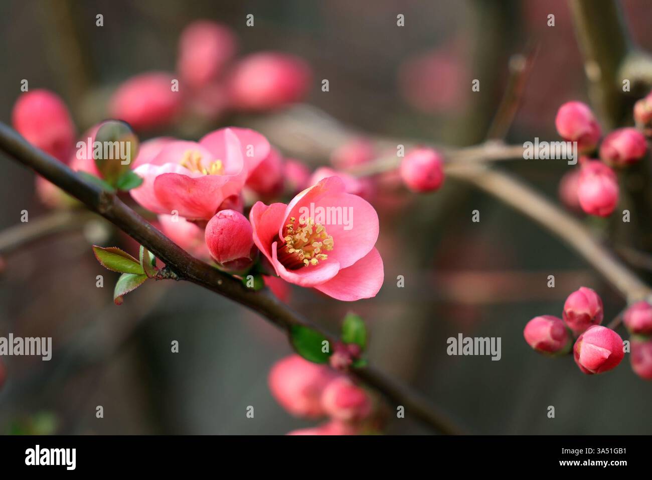 Melo giapponese / Pommier du Japon Foto Stock