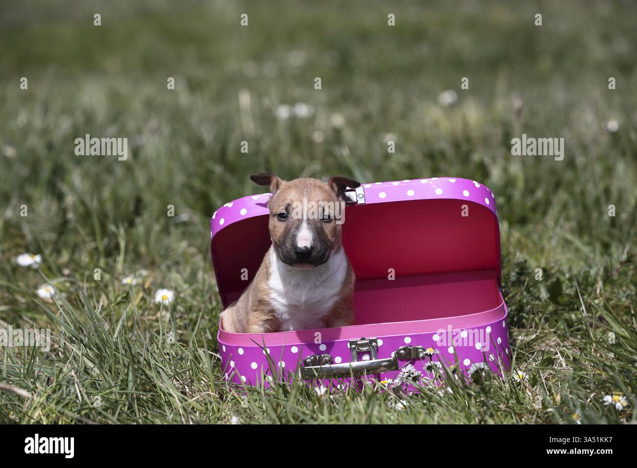 Toro in miniatura Terrier Puppy Foto Stock