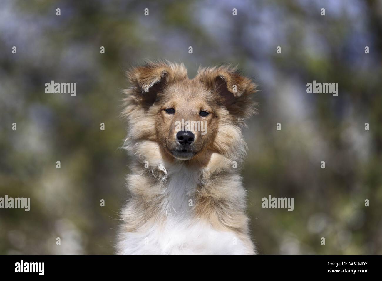 Sheltie Foto Stock