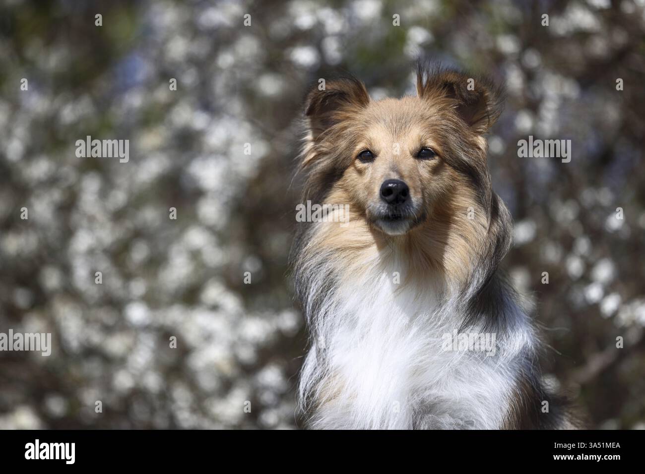 Sheltie Foto Stock