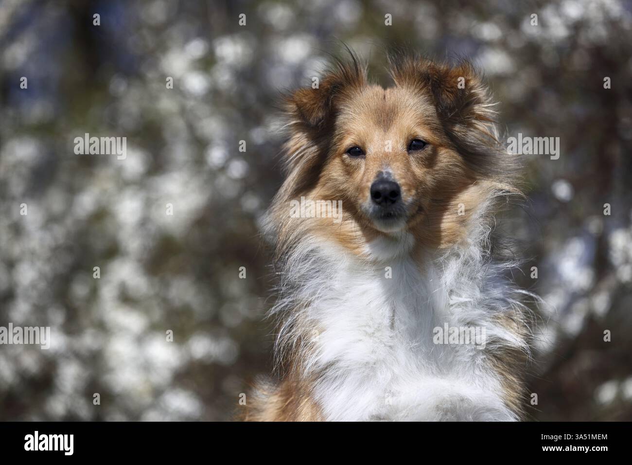 Sheltie Foto Stock