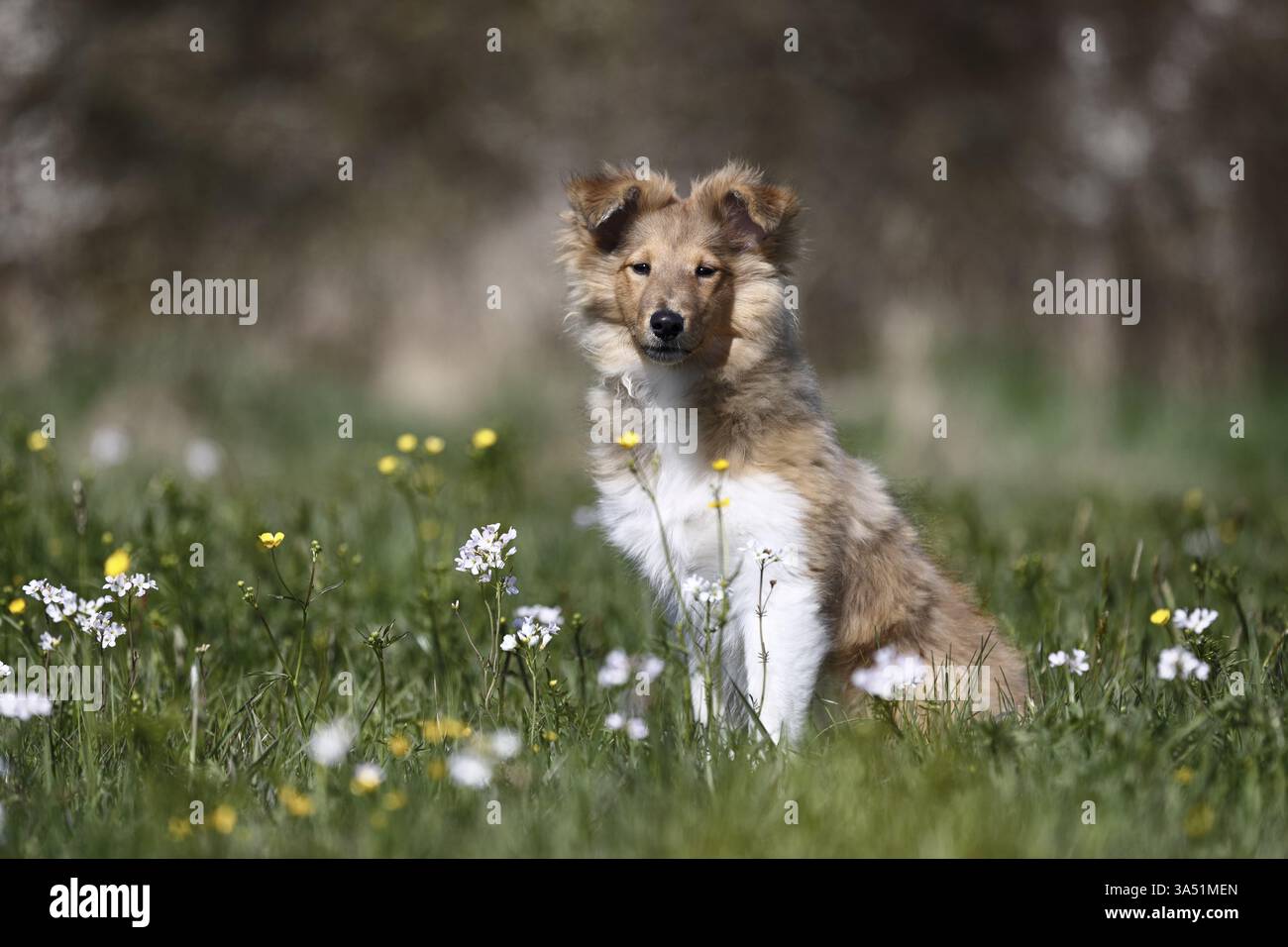 Sheltie Foto Stock